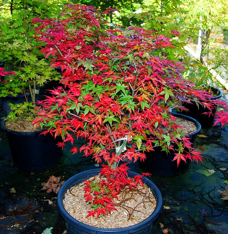 planter un erable rouge