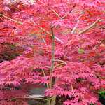 Photo Acer palmatum shojo nomura