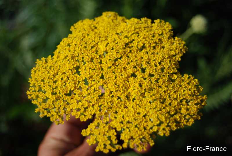 Photo Achillée filipendulina golden plate