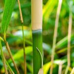 Photo Pseudosasa japonica