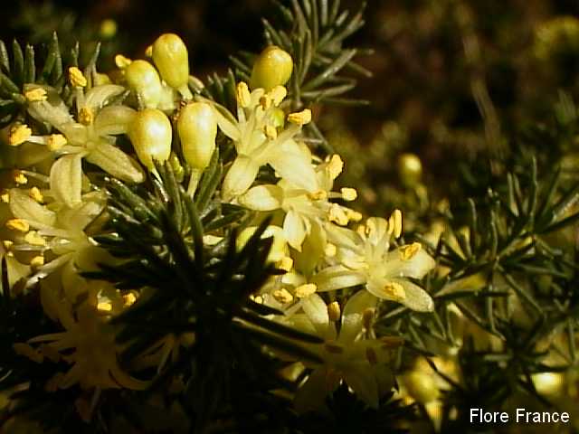 Photo Asparagus acutifolius