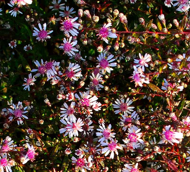 Aster lateriflorus lady in black