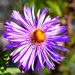 Photo Aster de la nouvelle Angleterre Barr s blue