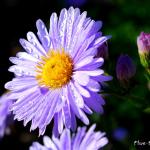 Photo Aster de la nouvelle Belgique plenty