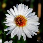 Photo Aster de la nouvelle Belgique white ladies