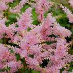 Photo Astilbe du Japon Europa