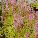 Photo Astilbe de Chine pumila