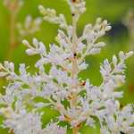 Photo Astilbe snowdrift