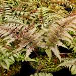 Photo Athyrium nipponicum Metallicum