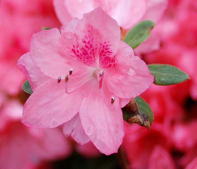 Azalée japonaise Blaauw's pink