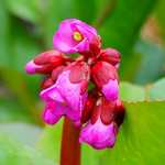 Photo Bergenia cordée