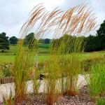 Photo Calamagrostis acutiflora Karl foerster