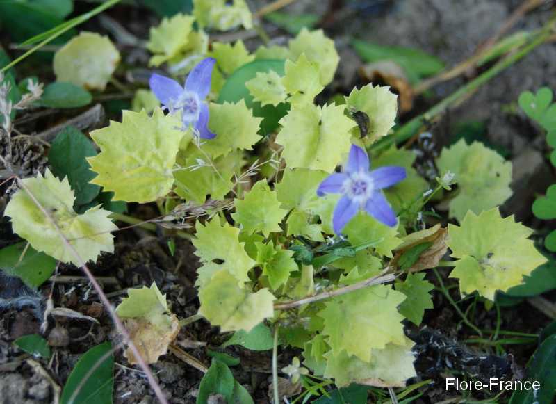 Photo Campanule bleue à feuillage jaune