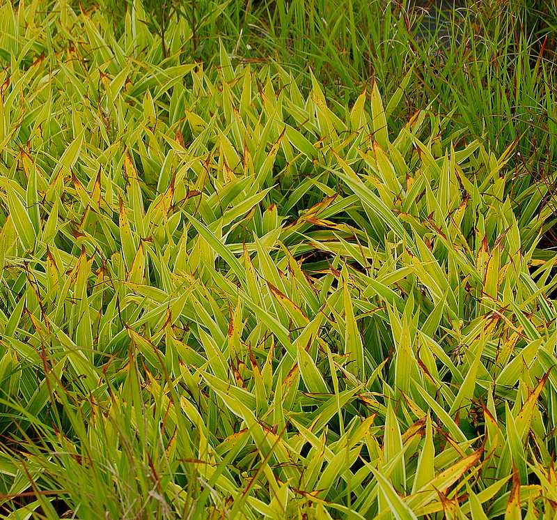 Laîche à larges feuilles variegata