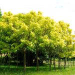 Photo Catalpa de Caroline doré