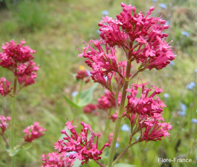 Photo Valériane des jardins