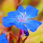 Photo Plumbago de Wilmott