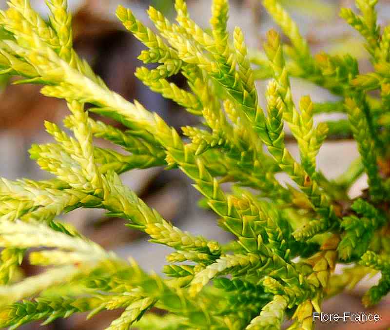 Faux cyprès pisifera filifera aurea