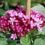 Photo Clerodendron de Bunge pink diamond