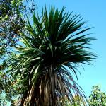 Photo Cordyline australe