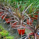 Photo Cordyline pourpre