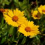 Photo Coréopsis à grandes fleurs