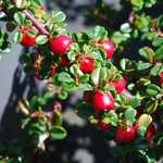 Photo Cotoneaster microphyllus