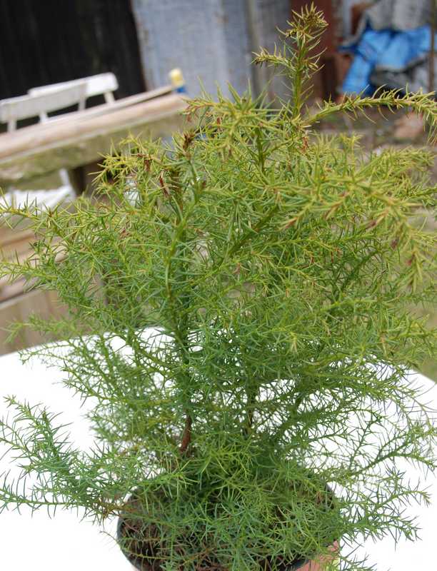 Photo Cèdre du Japon Elegans viridis