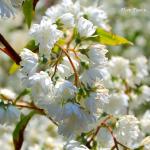 Photo Deutzia scabra Pride of Rochester