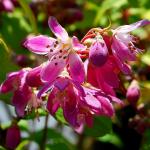 Photo Deutzia scabra Atropurpurea