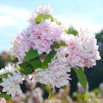 Photo Deutzia hybrida Pink Pompon