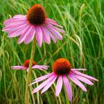 Photo Rudbeckia pourpre