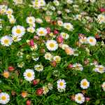 Photo Erigeron Karvinskianus blutenmeer