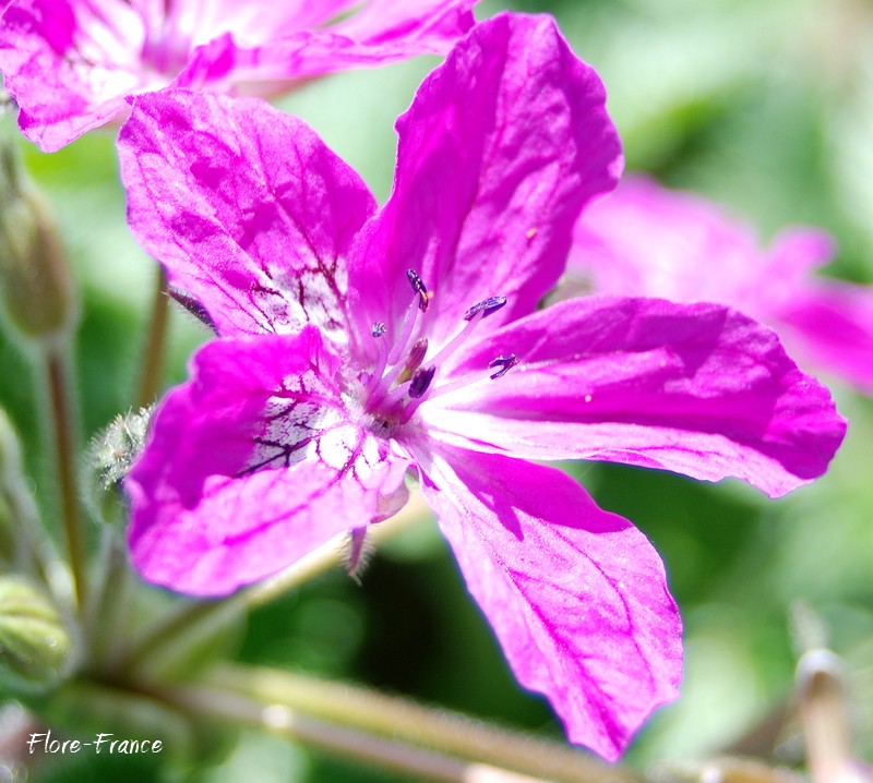 Photo Erodium de Manescaut