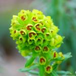 Photo Euphorbe characias Wulfenii