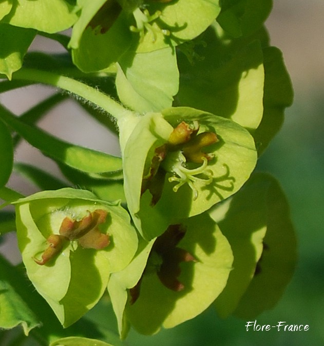 Euphorbe characias Wulfenii