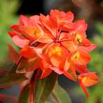 Photo Euphorbe griffithii Fireglow