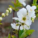 Photo Exochorda macrantha The Bride