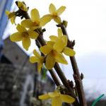 Photo Forsythia spectabilis