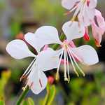 Photo Gaura Lindheimeri Corrie's gold