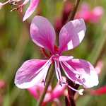 Photo Gaura lindheimeri syskiou