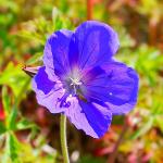 Photo Géranium de prés