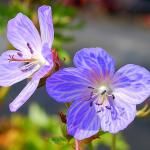 Photo Géranium pratense Mrs Kendall Clark