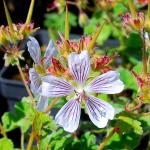 Photo Géranium renardii blanc