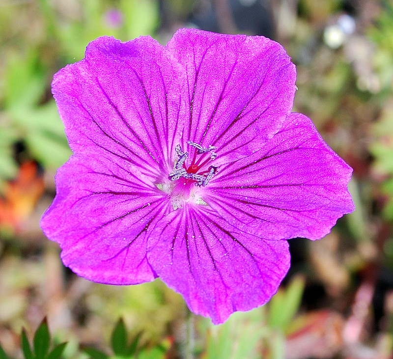 Photo Géranium sanguineum Alan Bloom