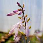 Photo Hosta fortunei aureomarginata