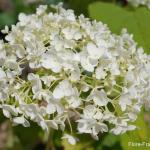 Photo Hortensia de Virginie Annabelle