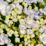 Photo Hortensia à fleurs de lilas