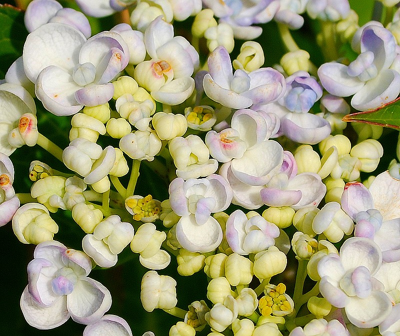 Hortensia à fleurs de lilas