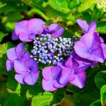 Photo Hortensia macrophylla Geoffrey Chadbund